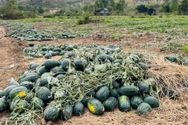 Người nông dân rớt nước mắt với loạt nông sản rớt giá chỉ vài nghìn đồng/kg