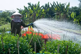 Vựa hoa lớn nhất TP HCM vào vụ Tết, nông dân tất bật chăm sóc