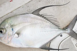 Loại cá xưa không ai ngó nay thành đặc sản 200.000 đồng/kg