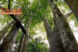 [INFOGRAPHIC] Loại cây giá trị nhất thế giới