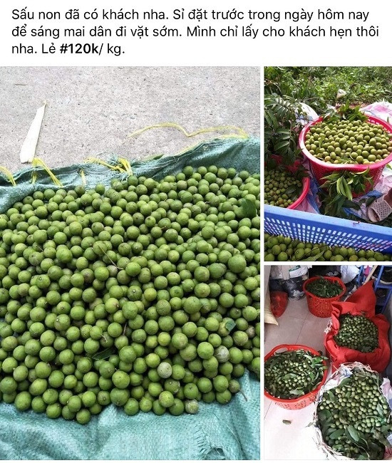 Sấu non đắt hơn trái cây nhập khẩu, tiểu thương “hốt bạc“ - Hình 5 Sau non dat hon trai cay nhap khau, tieu thuong “hot bac“-Hinh-5