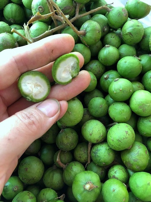 Sấu non đắt hơn trái cây nhập khẩu, tiểu thương “hốt bạc“ Sau non dat hon trai cay nhap khau, tieu thuong “hot bac“