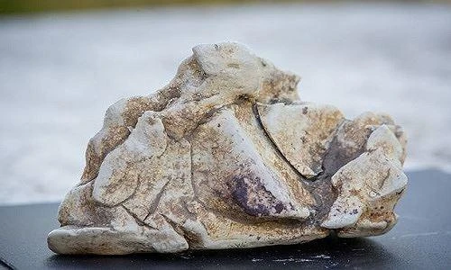 Vì sao chất béo cá nhà táng nôn ra quý hơn vàng ròng?