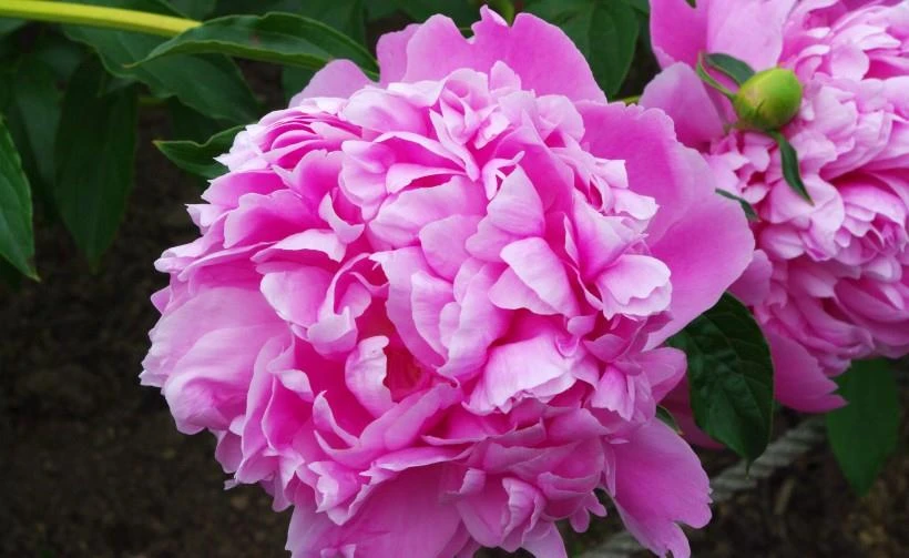 4 con giáp gặp hung hóa cát, chuyển bại thành thắng trong tháng 8