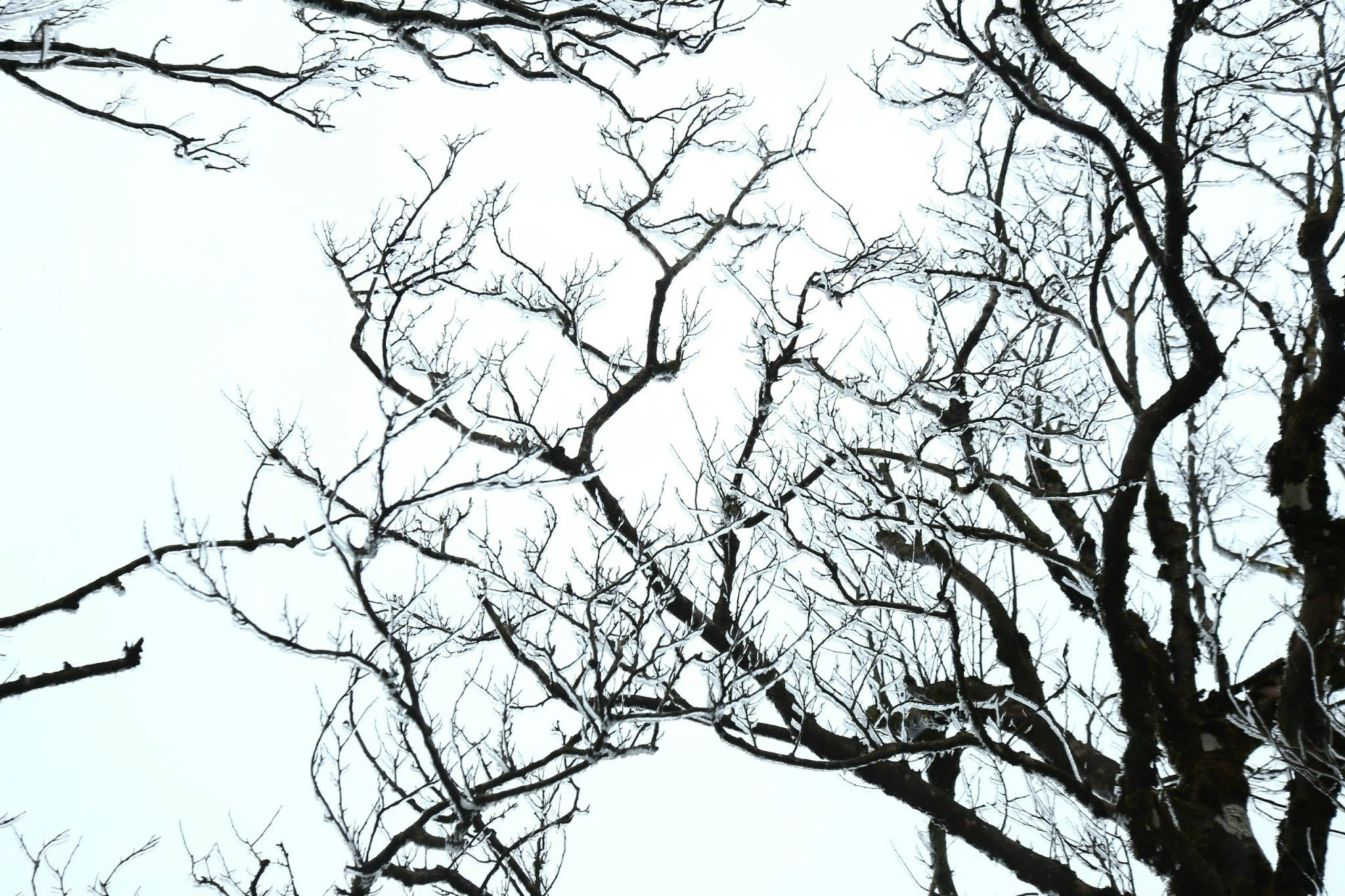 Lên Phia Oắc săn băng giá, trải nghiệm mùa đông đặc biệt của Cao Bằng