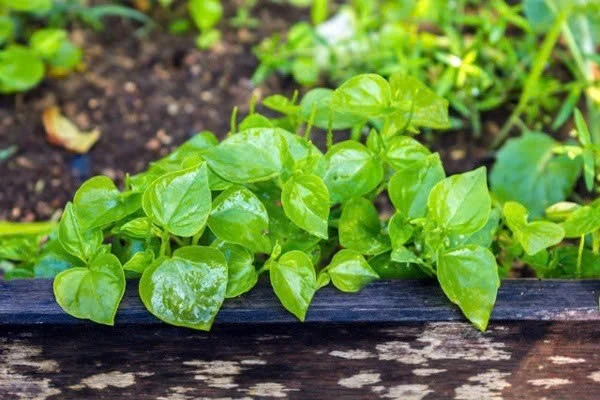 Loại rau mọc hoang thành đặc sản đô thị, giá 100.000 đồng/kg vẫn hút khách