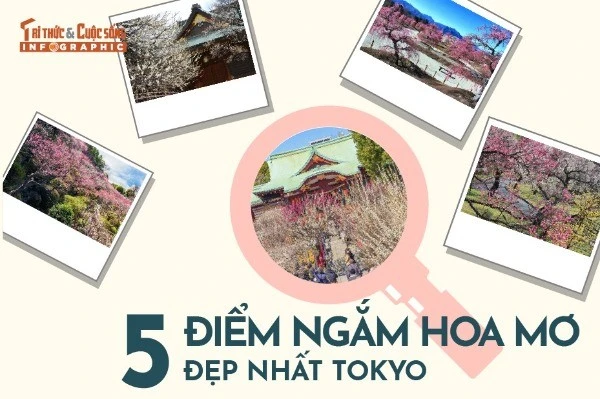 [INFOGRAPHIC] 5 điểm ngắm hoa mơ đẹp nhất Tokyo