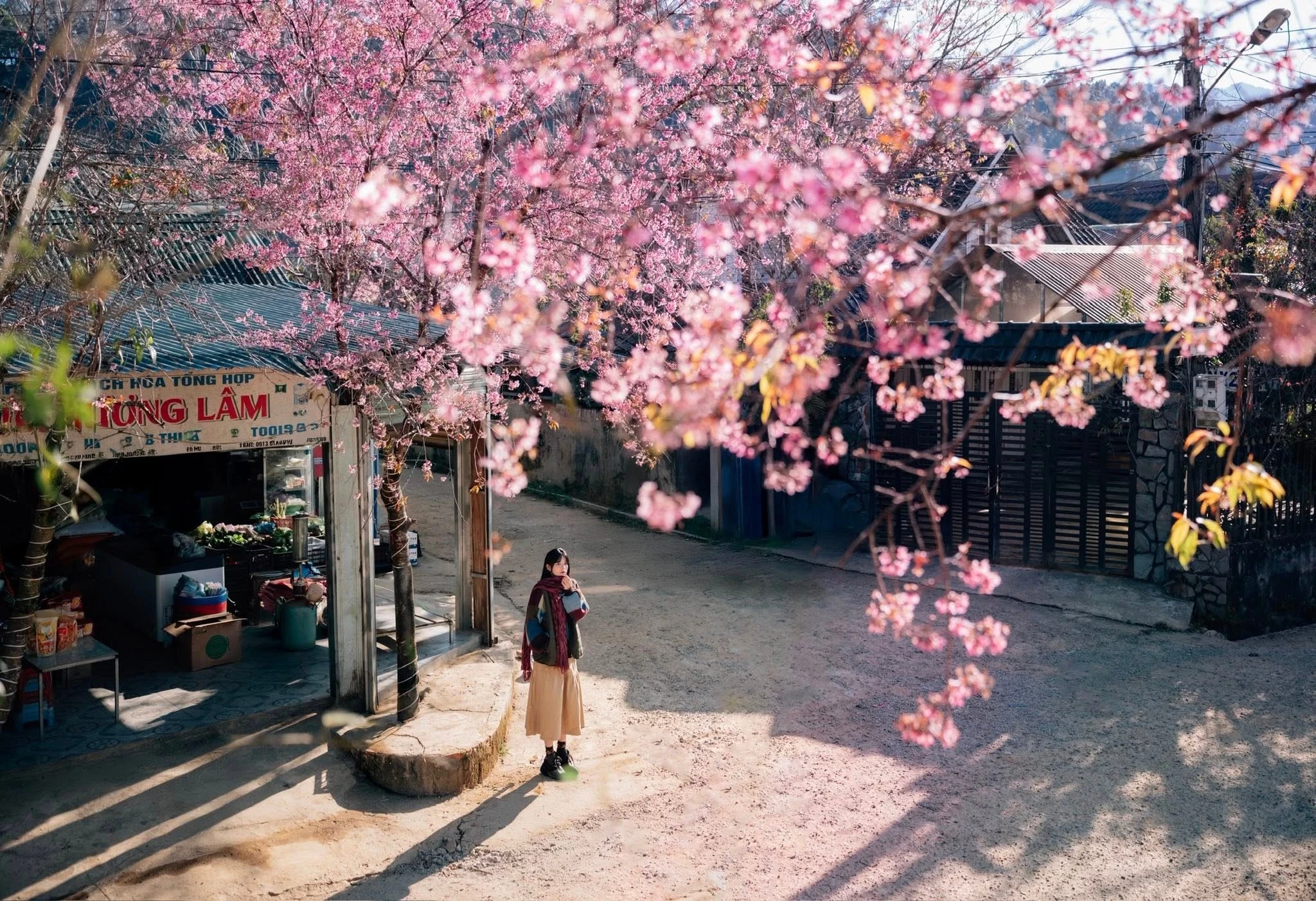 Mai anh đào nhuộm hồng buôn làng Đưng K’si, mùa xuân về sớm giữa cao nguyên