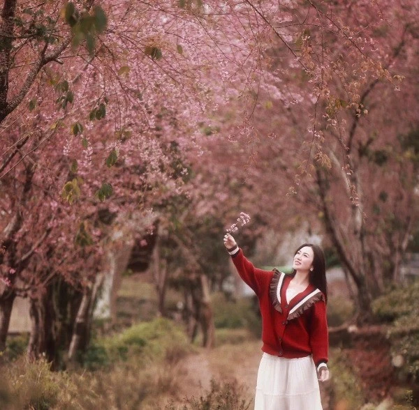 Con đường mai anh đào nhuộm hồng làng chè Mộc Châu