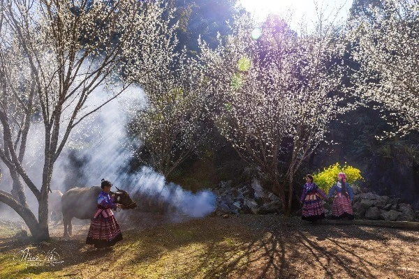 Lùng Phình mùa hoa mận trắng đẹp mê mẩn, hút khách check-in