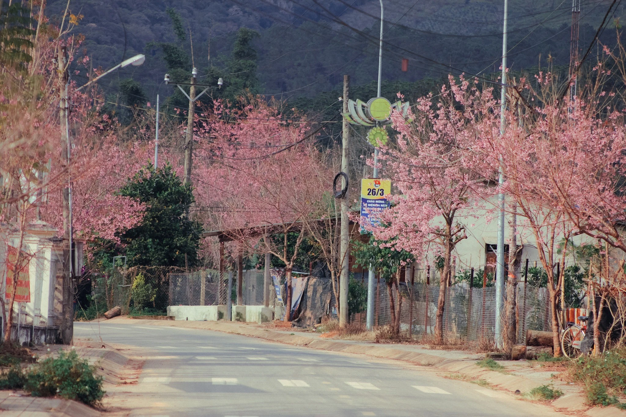 Mai anh đào khoe sắc tại làng K’Long K’Lanh, Lạc Dương