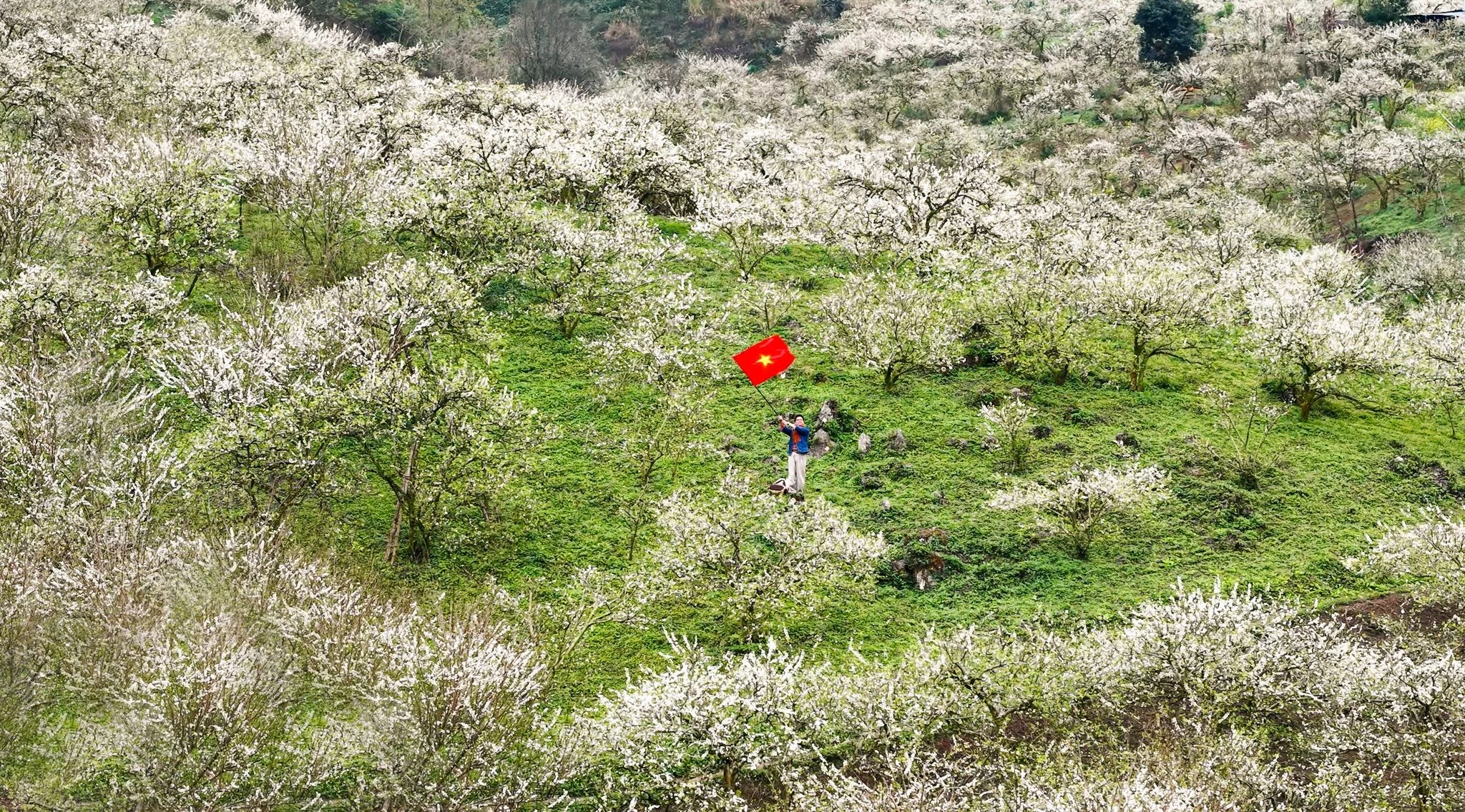 Hoa mận nở trắng Mộc Châu, gọi mùa xuân về trên cao nguyên