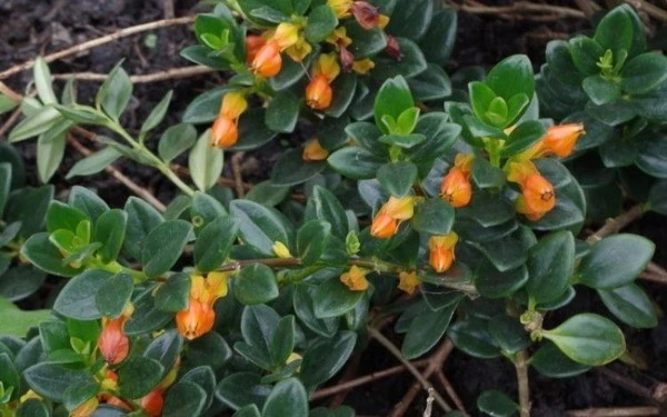 Loài cây hoa như cá vàng, giá rẻ bất ngờ nhưng được săn lùng vì hút tài lộc