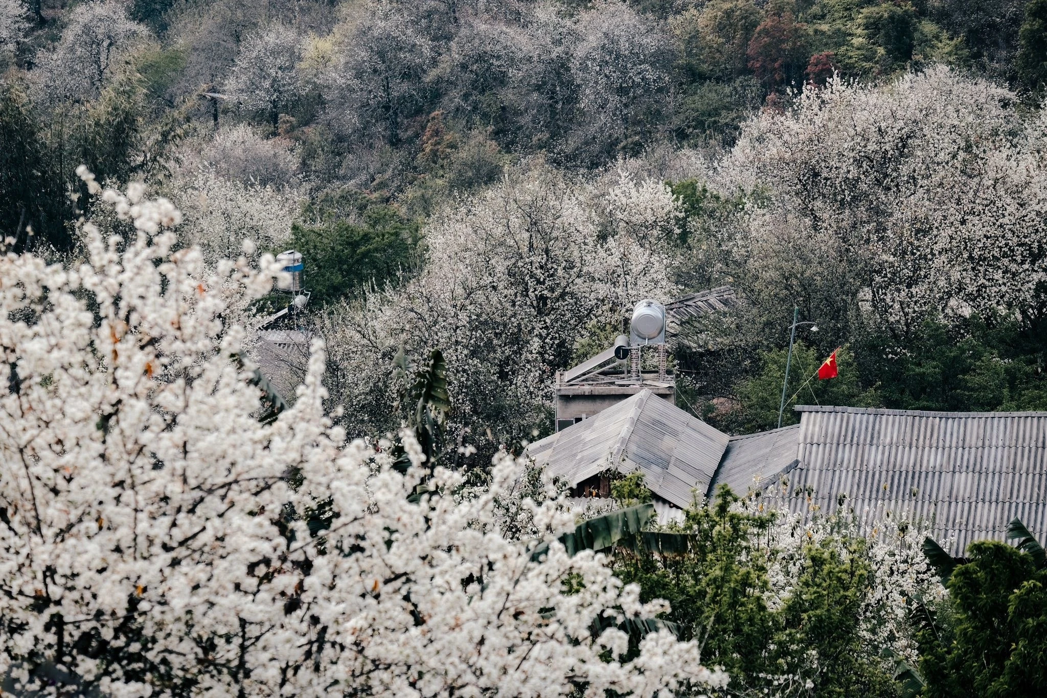 Hoa sơn tra nở trắng bản Nậm Nghẹp, tour khám phá chỉ từ 1,3 triệu đồng