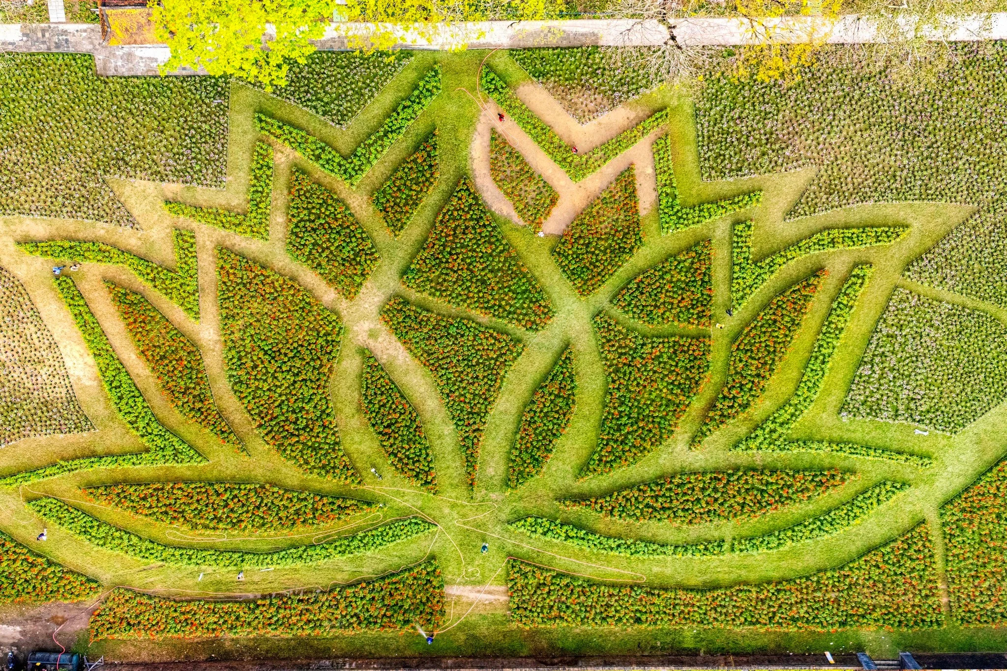 Huế khoác áo xuân rực rỡ với đóa sen khổng lồ giữa Kinh thành