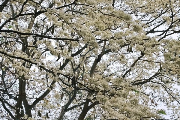 Hoa sưa nở rộ, hút khách đổ ra phố ngắm 'mưa hoa' đầu năm