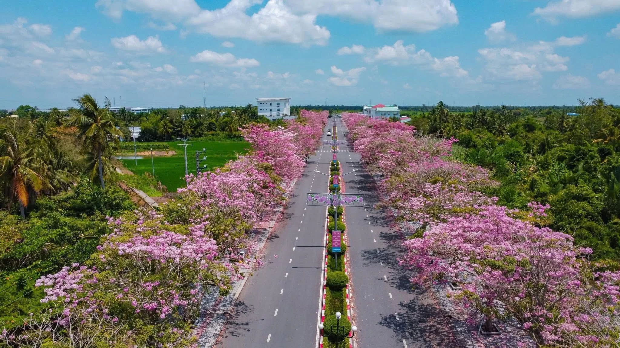 Đường hoa kèn hồng nở rộ ở Cần Thơ, du khách đổ về check-in