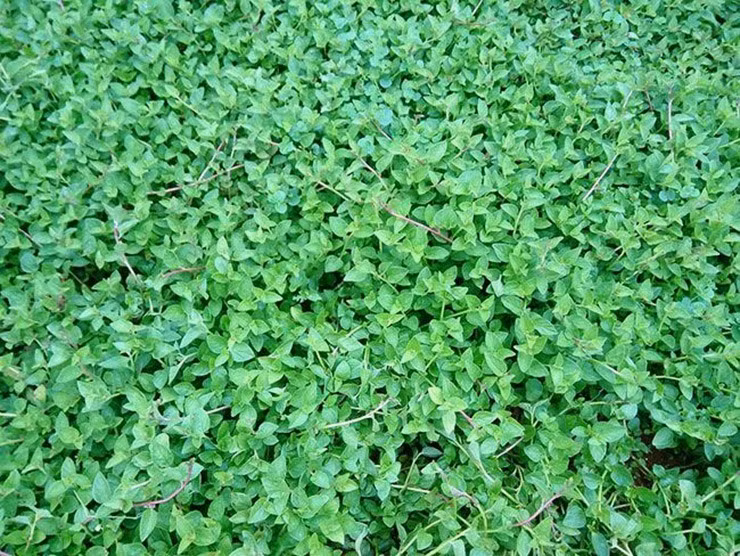 Từ rau dại bị bỏ quên thành món 'đắt khách' lỗ bình gây sốt thị trường