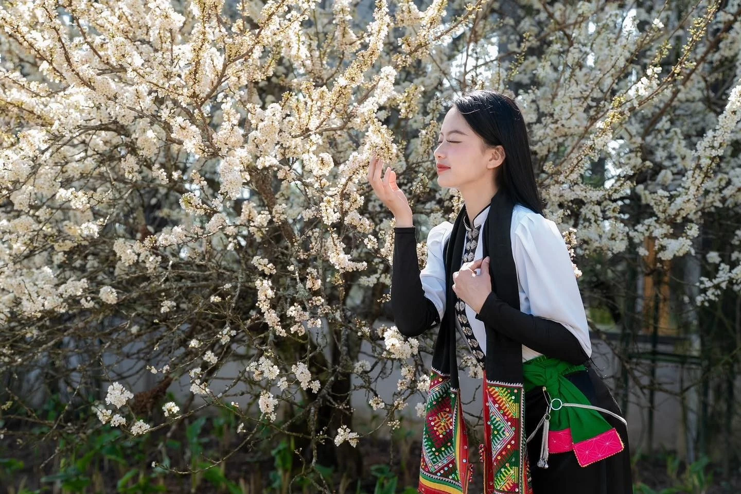 Mận trắng nở rộ trên đỉnh Fansipan, du khách mê mẩn như lạc chốn cổ tích