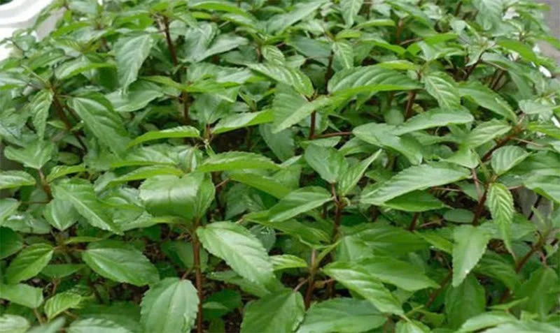 Loại rau 'nhớt' giá vài nghìn đồng, bất ngờ hút khách ở thị trường quốc tế