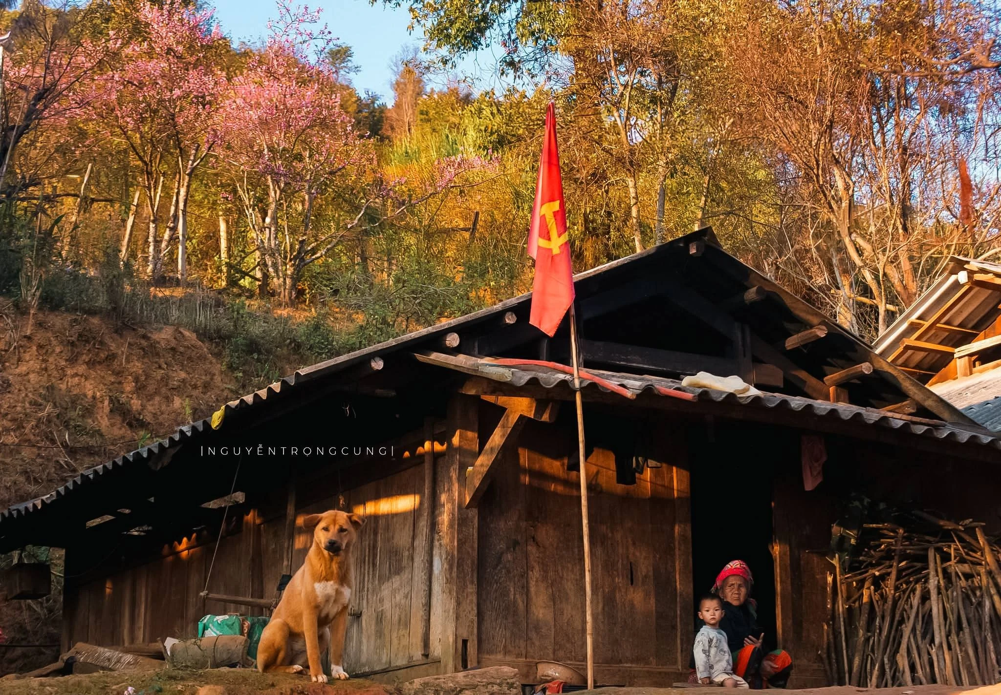 Hoa đào rừng nhuộm hồng bản làng Xím Vàng