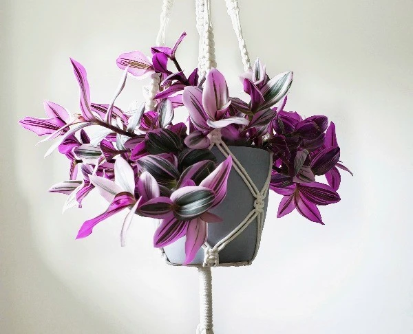 Loại cây lá hồng tím như tranh vẽ, đang được nhiều người săn trồng ở ban công