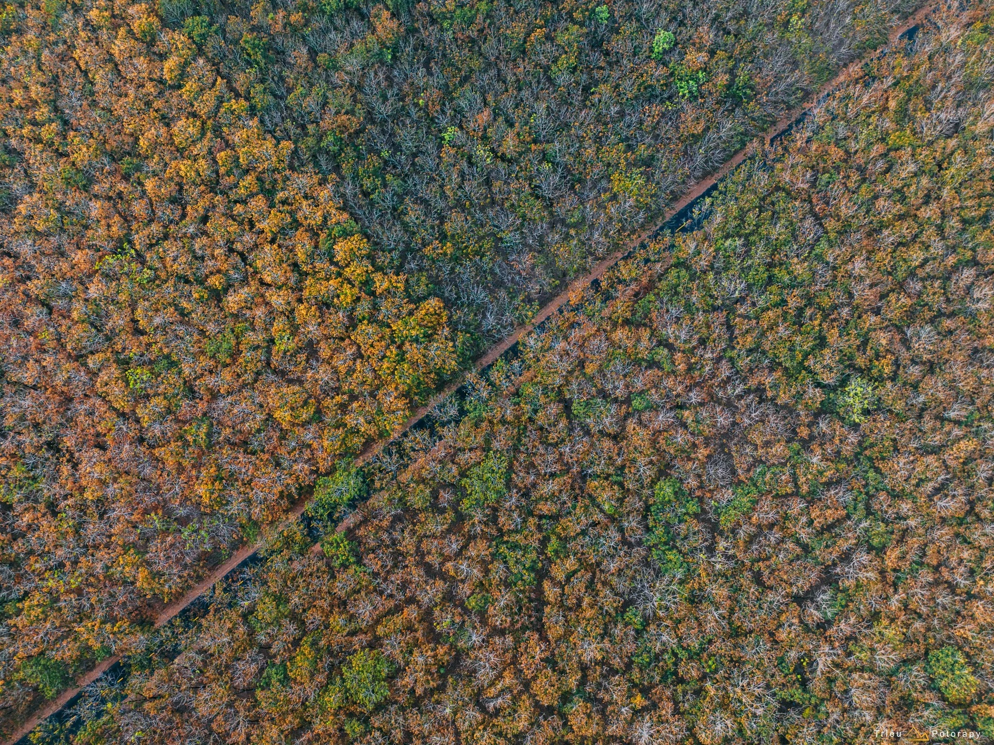 Mê mẩn sắc vàng cam rừng cao su ở Tây Ninh mỗi độ thay lá