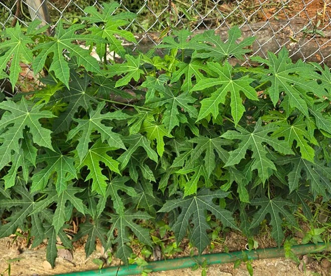 Không cần nêm vẫn đậm vị, loại rau giá 80.000 đồng/kg vẫn 'đắt khách'