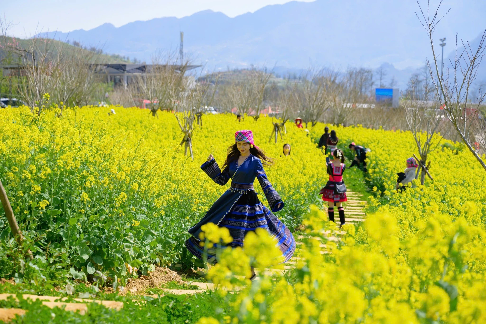 Sắc vàng hoa cải phủ kín triền núi dưới chân Fansipan, hút khách check-in
