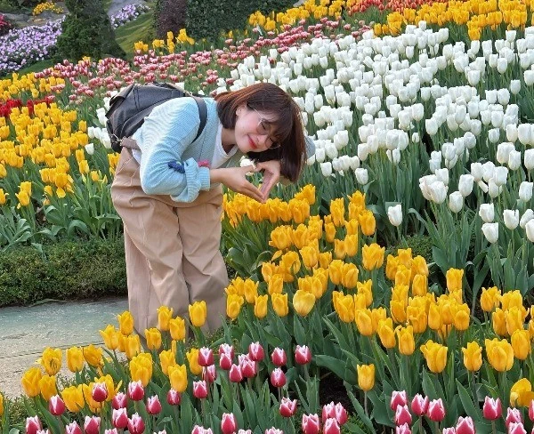 Tulip nở rực trên núi Bà Đen, hút du khách check-in 'nóc nhà' Nam Bộ