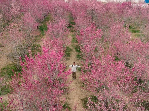 Ngắm hoa anh đào Mường Phăng bung nở, chọn tự túc hay đi tour?