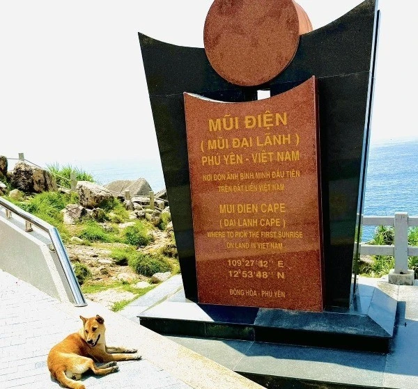 Du khách bất ngờ với 'tour guide 4 chân' tại Mũi Điện