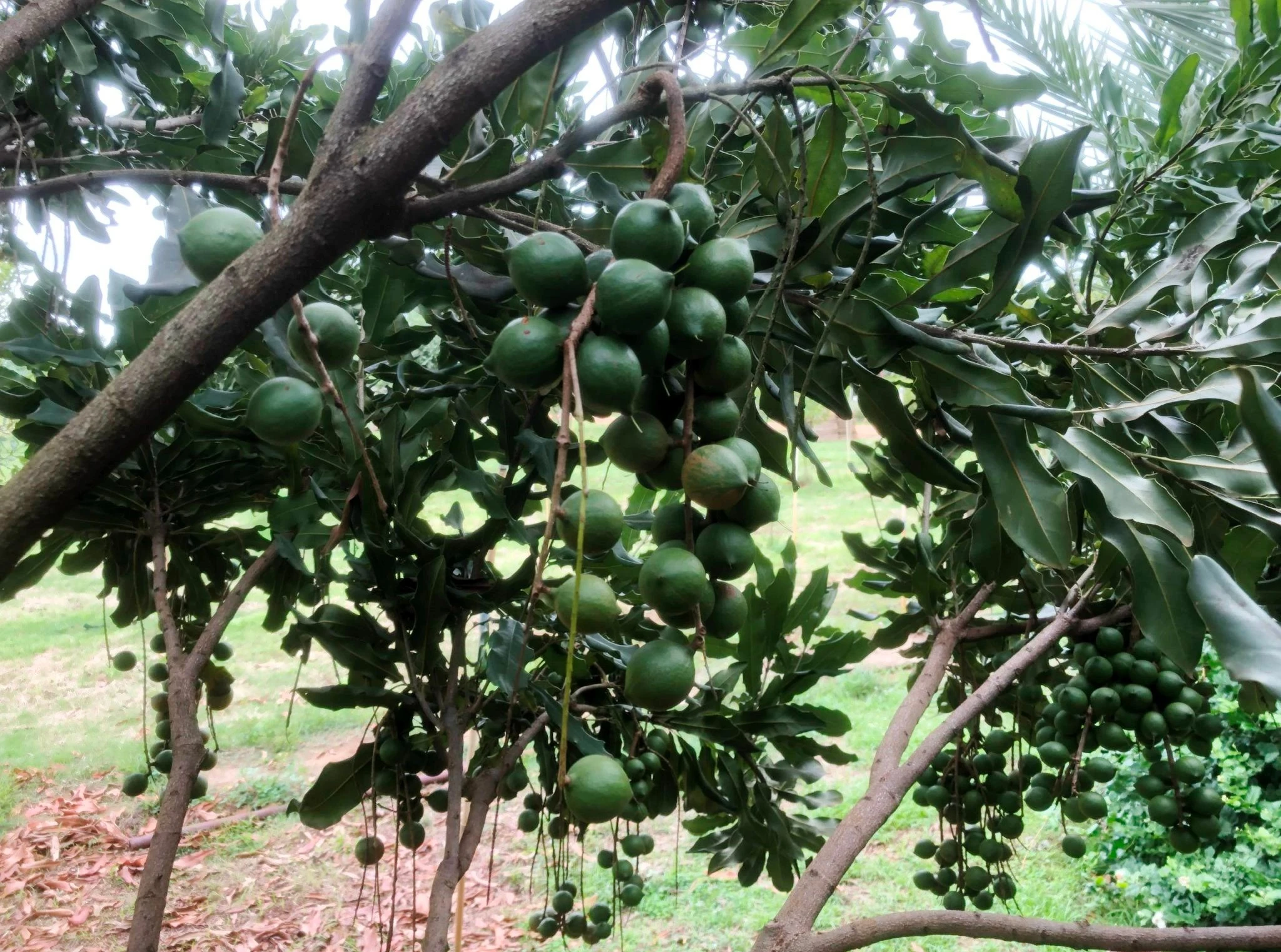 Loại hạt được ví như ‘hoàng hậu’ quả khô giá cao ngất vẫn hút khách toàn cầu