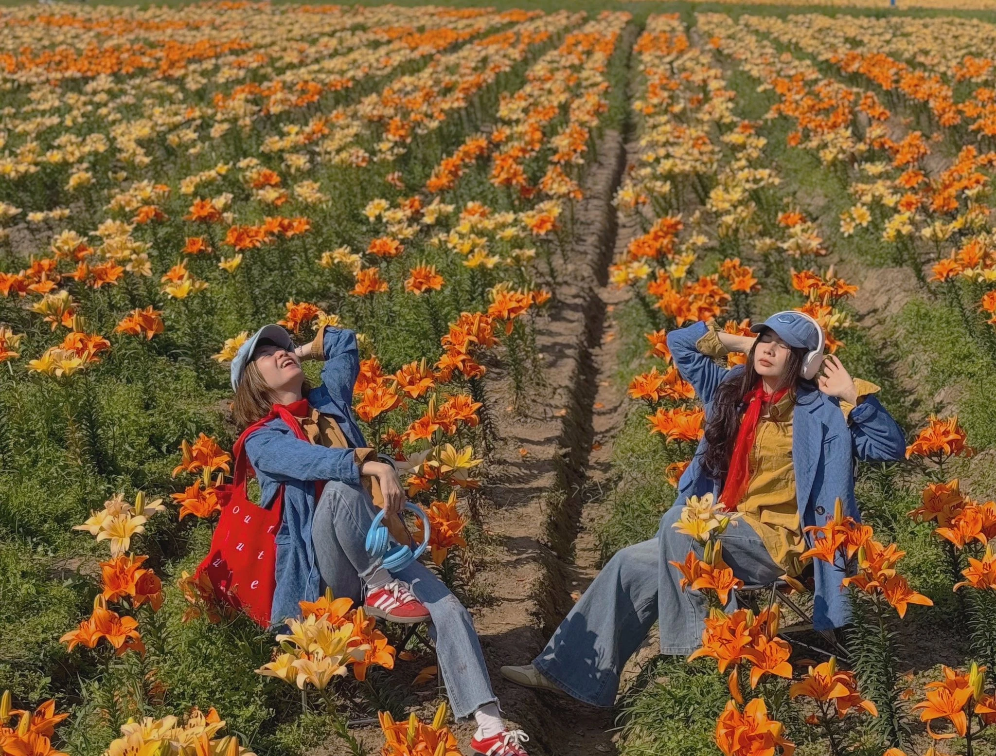 Cánh đồng hoa ly nở rộ ở Hải Phòng, hút du khách đến sống ảo