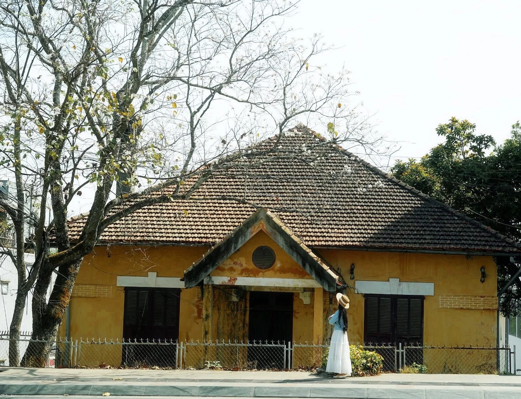 Ban trắng nở khắp Đà Lạt, hút khách du xuân