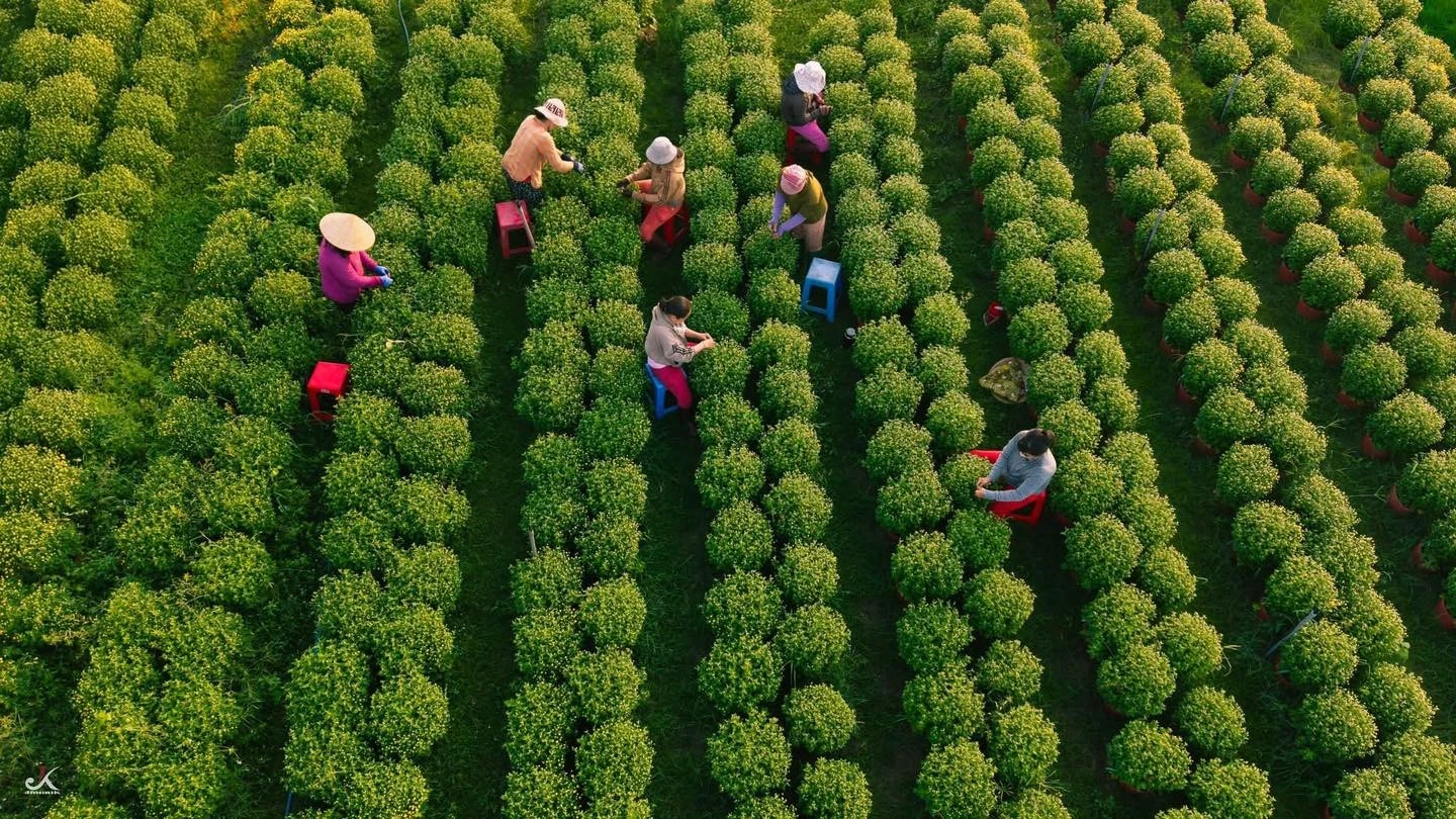 Về Tây Ninh ngắm làng hoa An Cơ vào vụ Tết