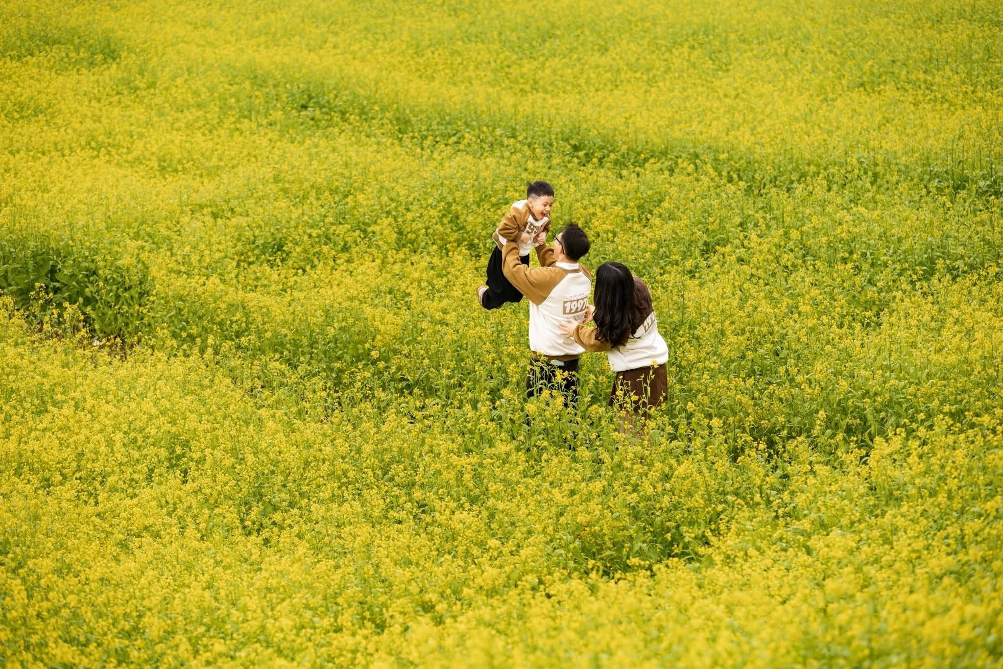 Cải vàng khoe sắc trên cao nguyên Mộc Châu khiến du khách đứng ngồi không yên