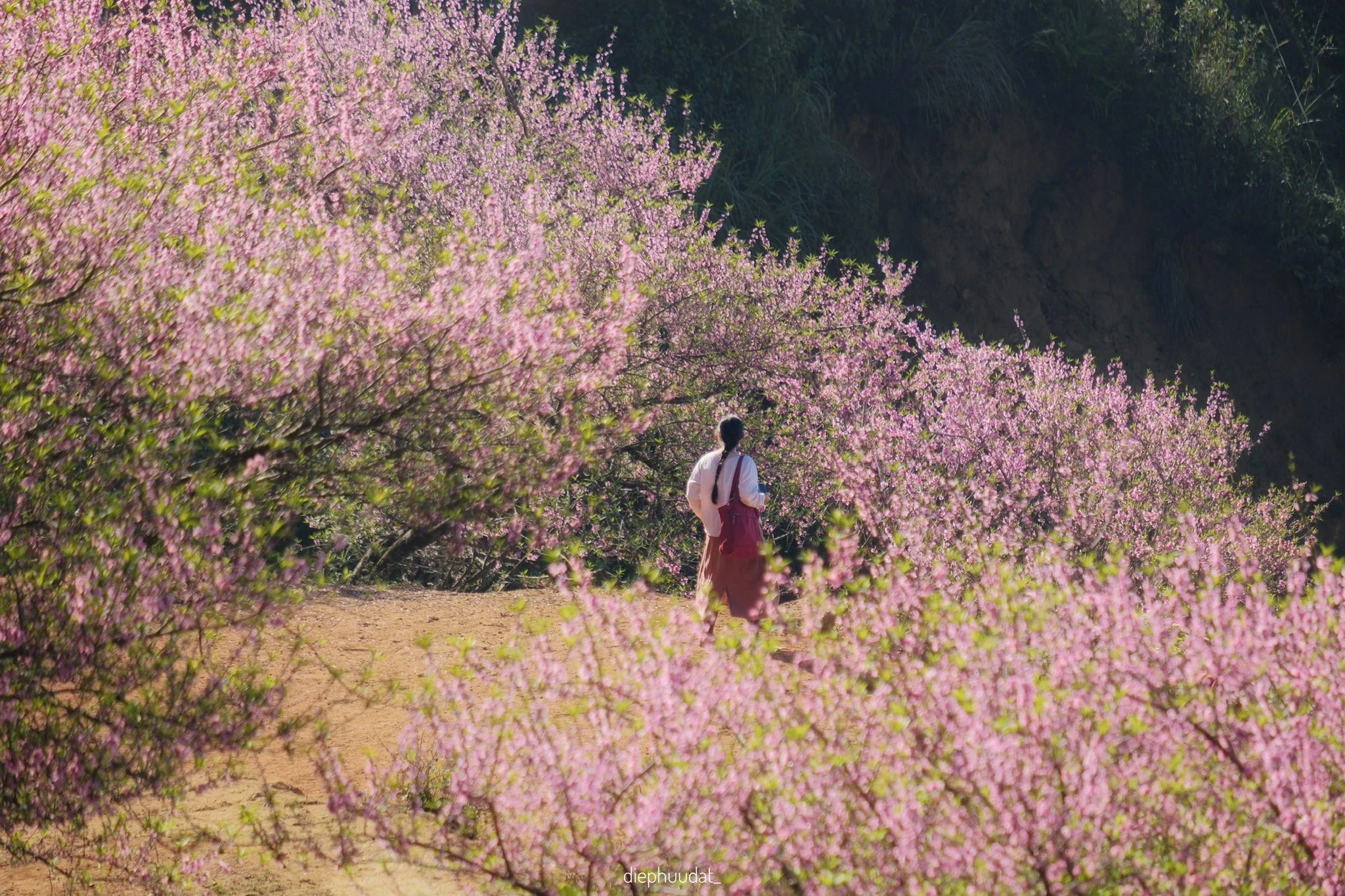 Tọa độ ngắm hoa mận, đào rừng nở rộ ở miền Bắc ngày giáp Tết