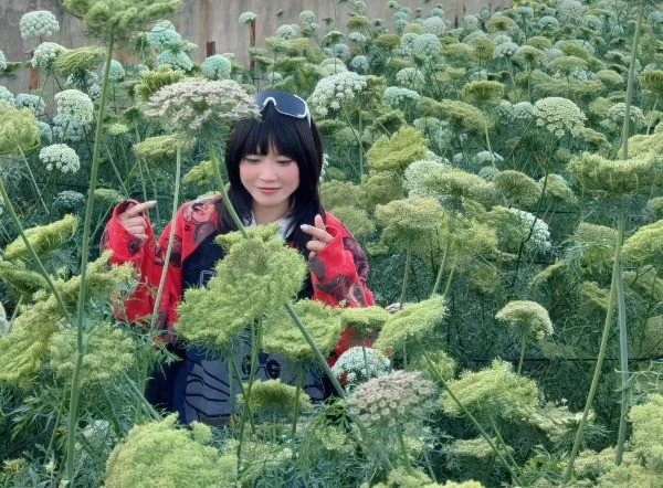 Ghé thăm cánh đồng cà rốt nở hoa giữa cao nguyên Lâm Đồng