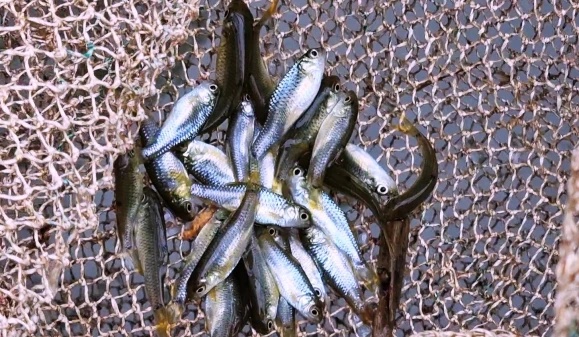 Từng là món ăn nhà nghèo, loài cá bé bằng đầu đũa nay giá có 400.000 đồng/kg