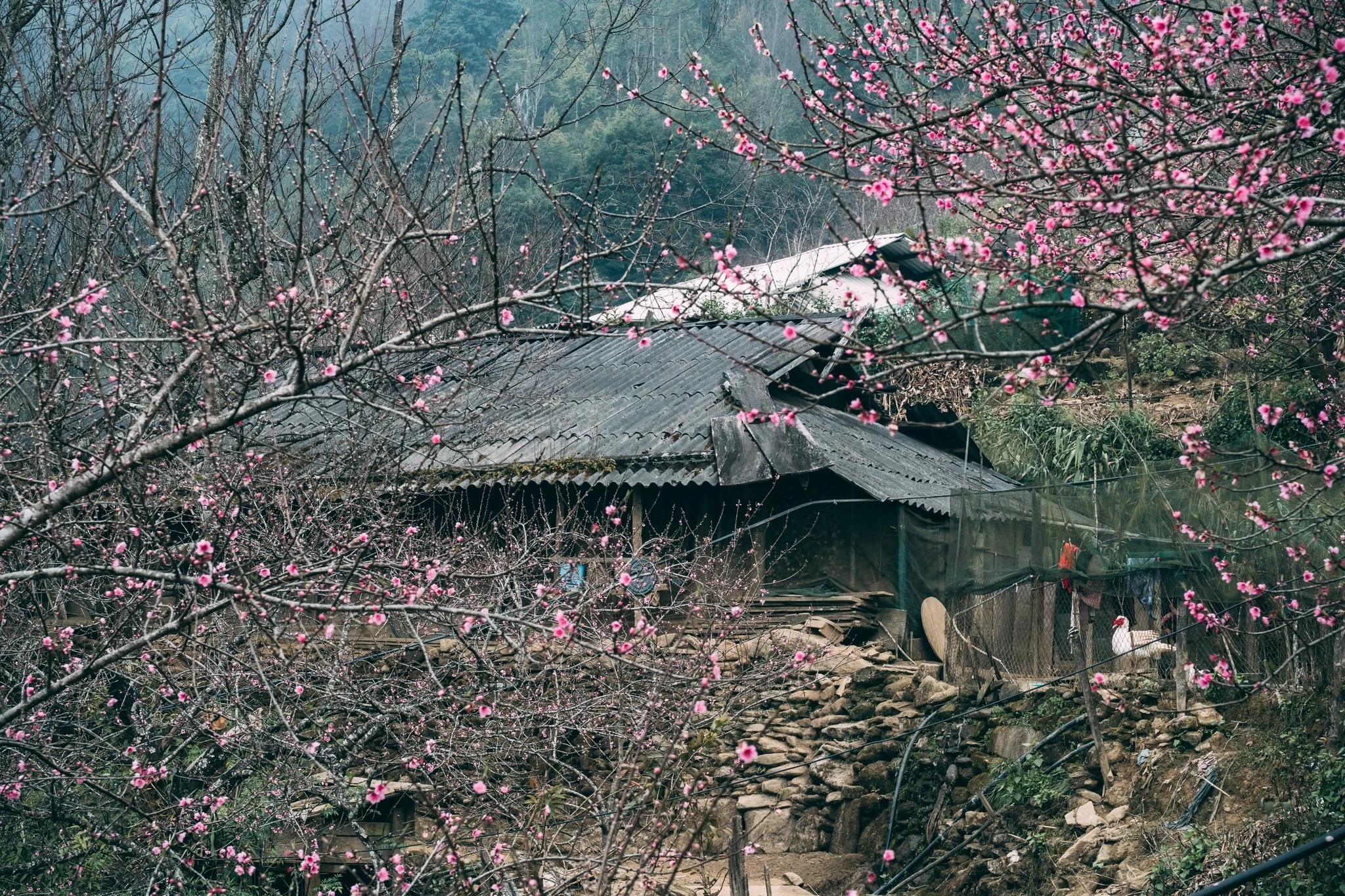 Lên Tà Xùa 'săn' biển mây bồng bênh, ngắm đào rừng khoe sắc