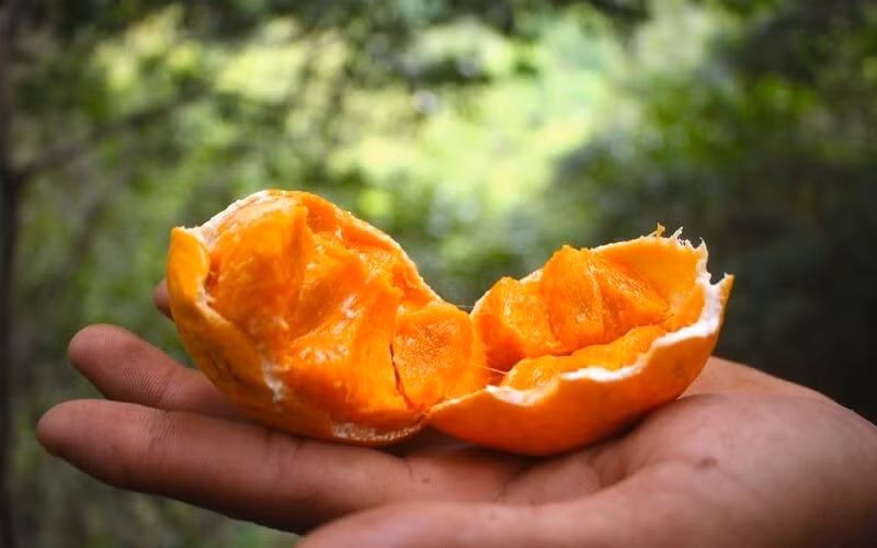 Chỉ xuất hiện vài tháng mỗi năm, quả gùi giá 150.000 đồng/kg vẫn bán chạy