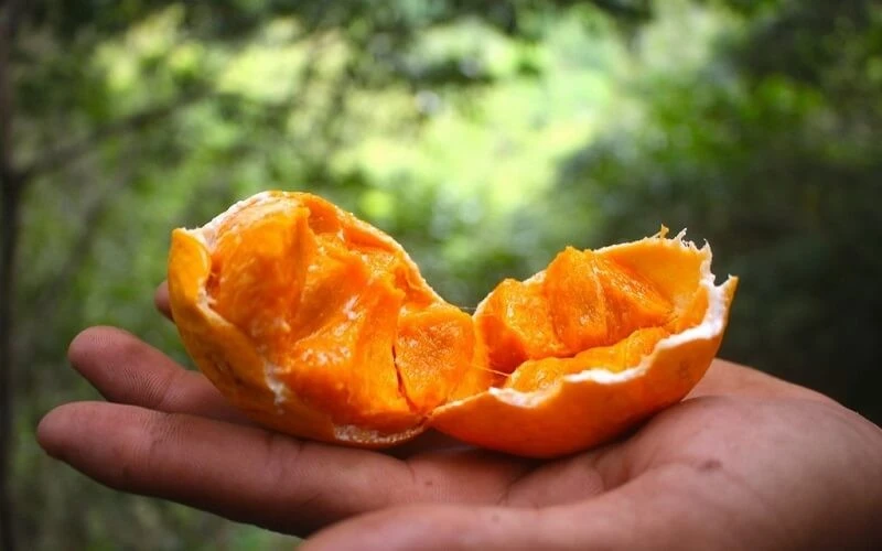 Chỉ xuất hiện vài tháng mỗi năm, quả gùi giá 150.000 đồng/kg vẫn bán chạy