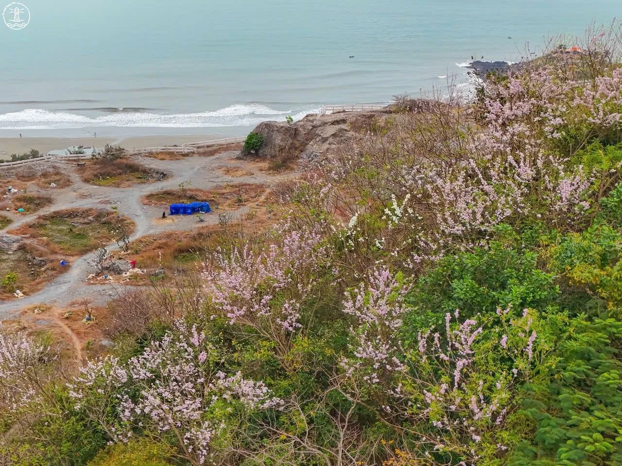 Hoa đỗ mai khoe sắc trên triền đồi Vũng Tàu, hút du khách đến 'săn' ảnh