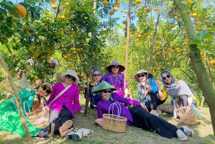 'Vương quốc quýt hồng' Lai Vung vào mùa đẹp nhất, khách đổ về check-in