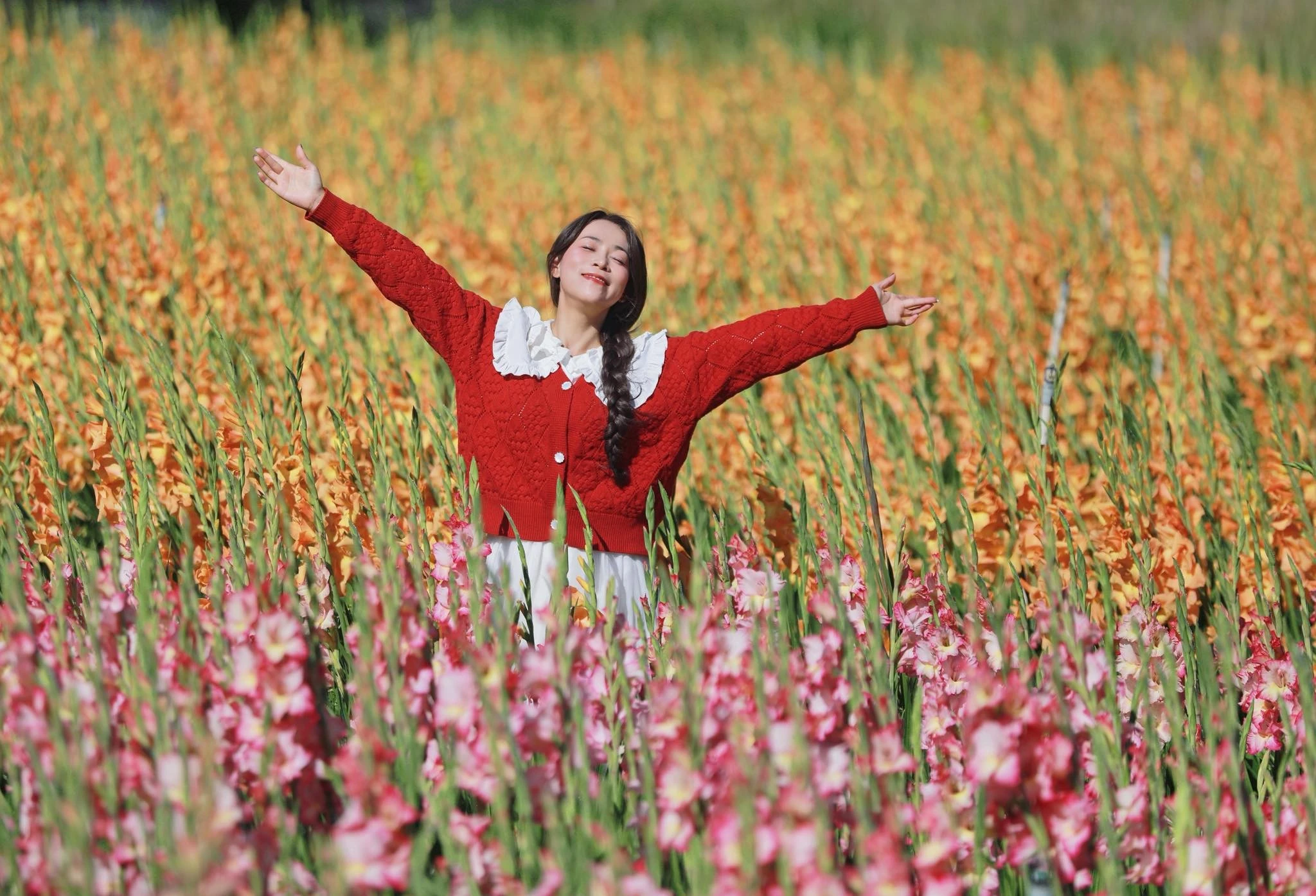Lỡ mùa Tết, cánh đồng hoa lay ơn bên đèo Mimosa bất ngờ thành điểm sống ảo