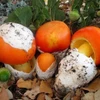 Loại nấm hiếm gặp nửa triệu đồng/kg có gì đặc biệt? 