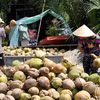 Lý do giá dừa tăng giá sau thời gian dài lao dốc?