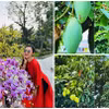 Cận cảnh vườn xoài trĩu quả trong cơ ngơi 3.000m2 của "Người đẹp Tây Đô"