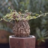 “Quái vật bonsai” giá trăm triệu khiến người chơi mê mẩn 